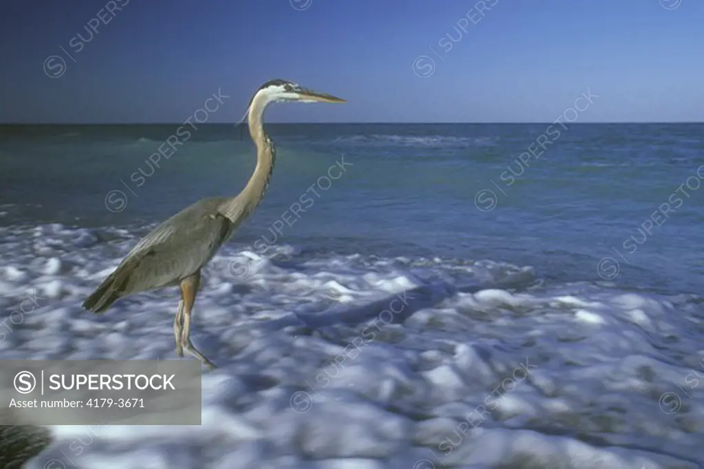 Great Blue Heron in Surf on Beach with incoming Tide, Captiva Island, Florida