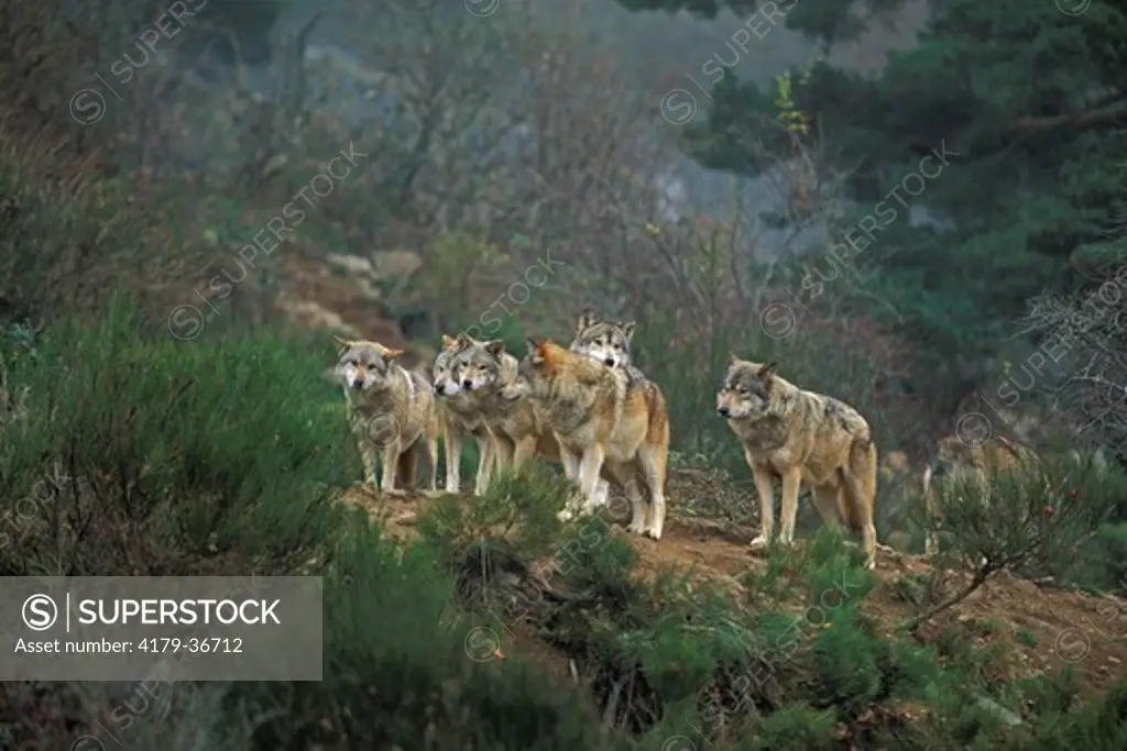European wolf. Pack. Loup d'Europe. Meute. (Canis lupus)