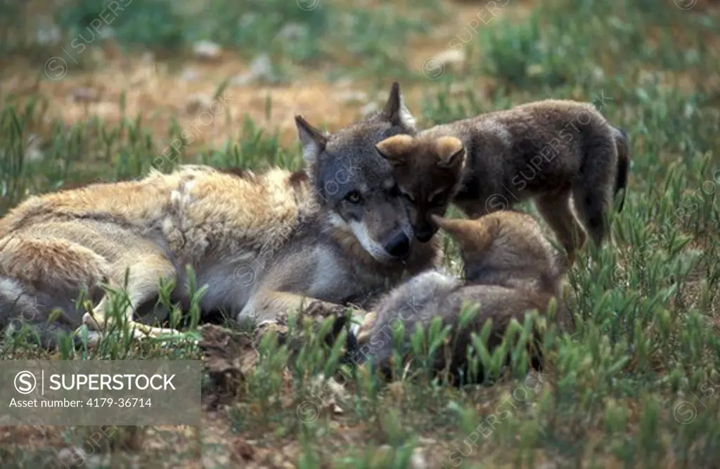 European wolf and two cubs. Loups d'Europe et deux louveteaux. (Canis l lupus)