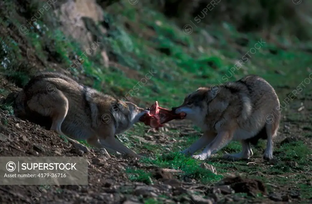 Wolf. Fighting for food. Loup. Combat pour la nourriture. Canis lupus.