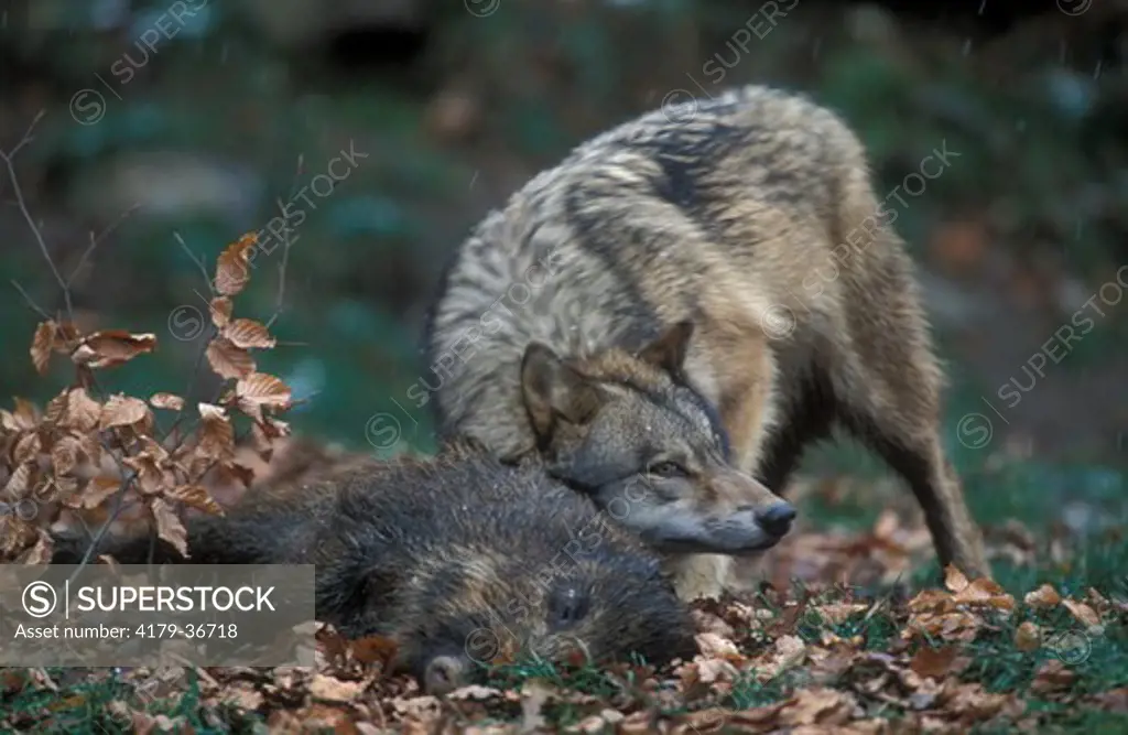 Grey Wolf - Winter - With prey - Wild Boar - Marking - Loup d'Europe - Avec proie - Sanglier - Hiver - Marquage - Canis lupus