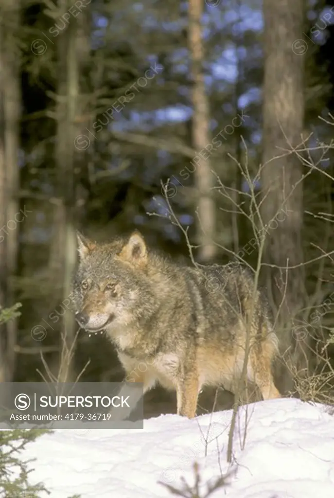 Wolf     (Canis lupus) Poland