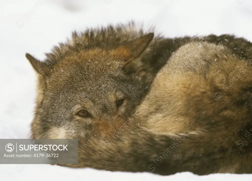European Wolf (Canis lupus), female curled up, Lycksele, Vasterbotten, Sweden