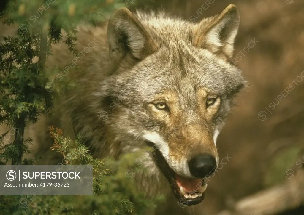 European Wolf (Canis lupus), Jarvso, Halsingland, Sweden IC
