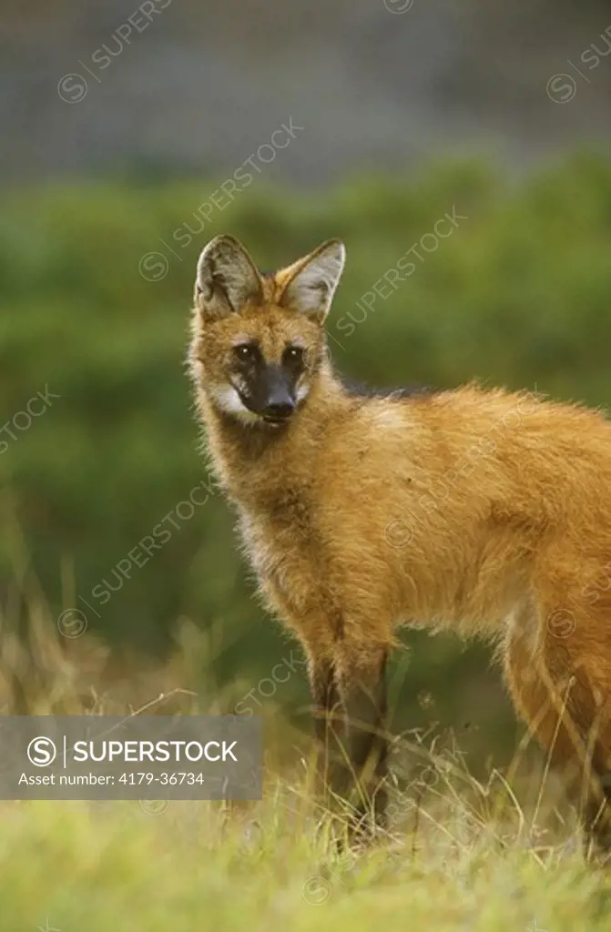 Maned Wolf (Chrysocyon brachyurus), Serra de Canastra NP, Brazil