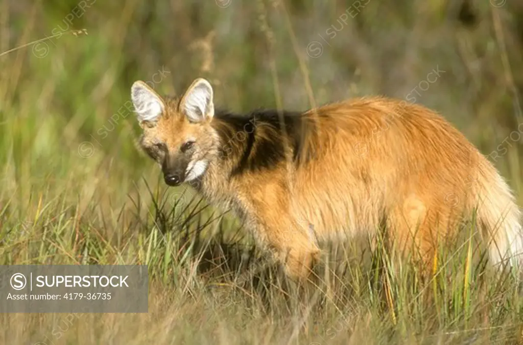 Maned Wolf (Chysocyon brachyurus), Serra de Canastra NP, Brazil