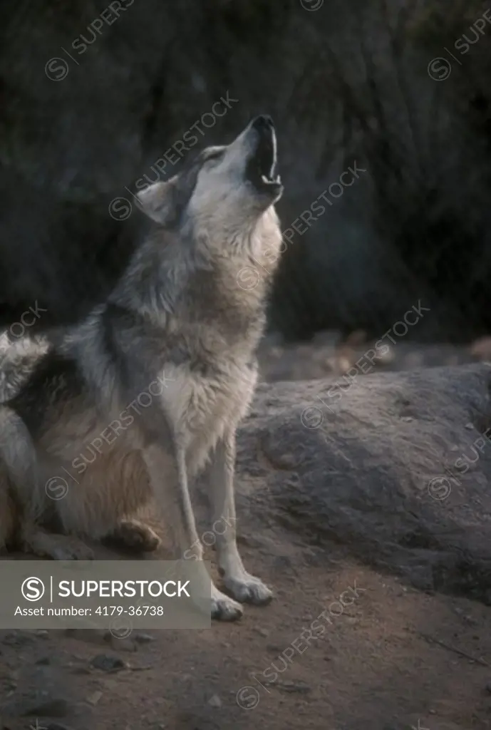 Mexican Wolf (Canis lupus baileyi) Arizona Sonoran Desert Museum