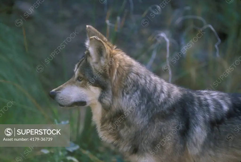 Mexican Wolf (Canis lupus bailegi) Sonoran Desert Museum - AZ