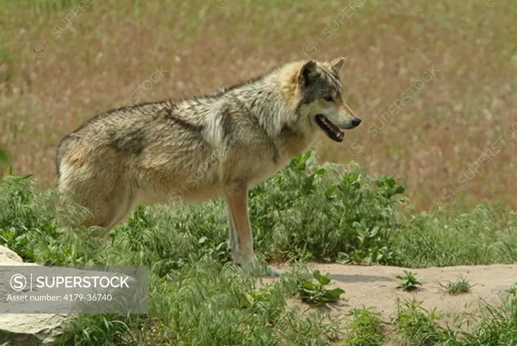 Mexican Gray Wolf (Canis lupus baileyi) Captive