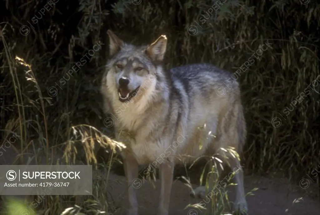 Mexican Gray Wolf (Canis lupus baileyi) endangered, Sonora Desert Museum, AZ