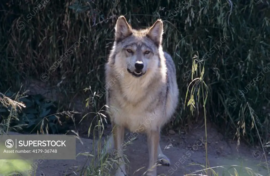 Mexican Gray Wolf (Canis lupus baileyi) endangered, Sonora Desert Museum, AZ