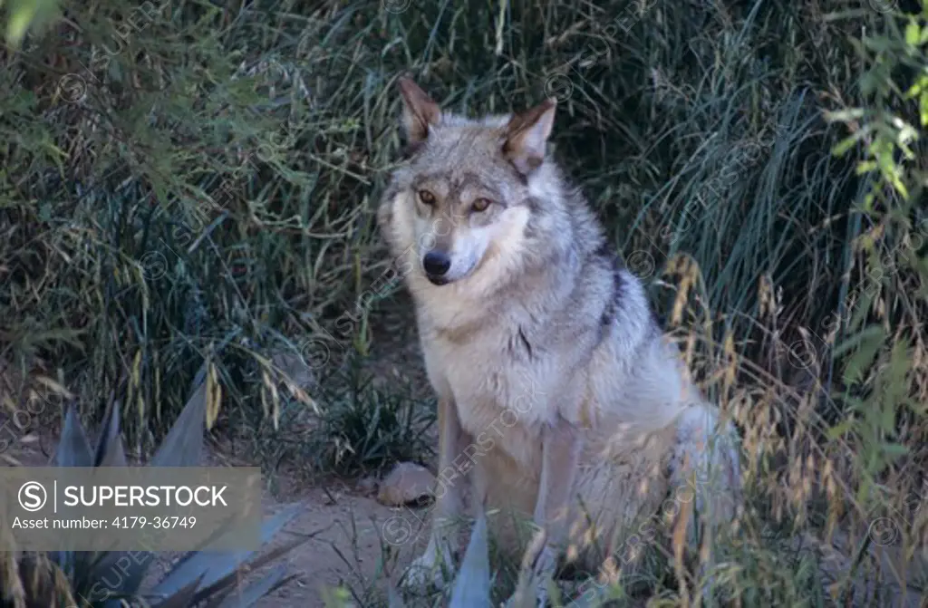 Mexican Gray Wolf (Canis lupus baileyi) endangered, Sonora Desert Museum, AZ, Arizona
