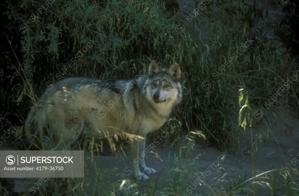 Mexican Wolf (Canis lupus baileyi), Sonora Desert, AZ