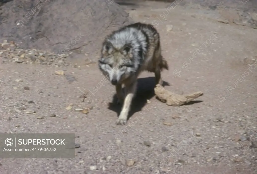 Mexican Wolf (Canis lupus baileyi) Sonoran Desert Museum -AZ