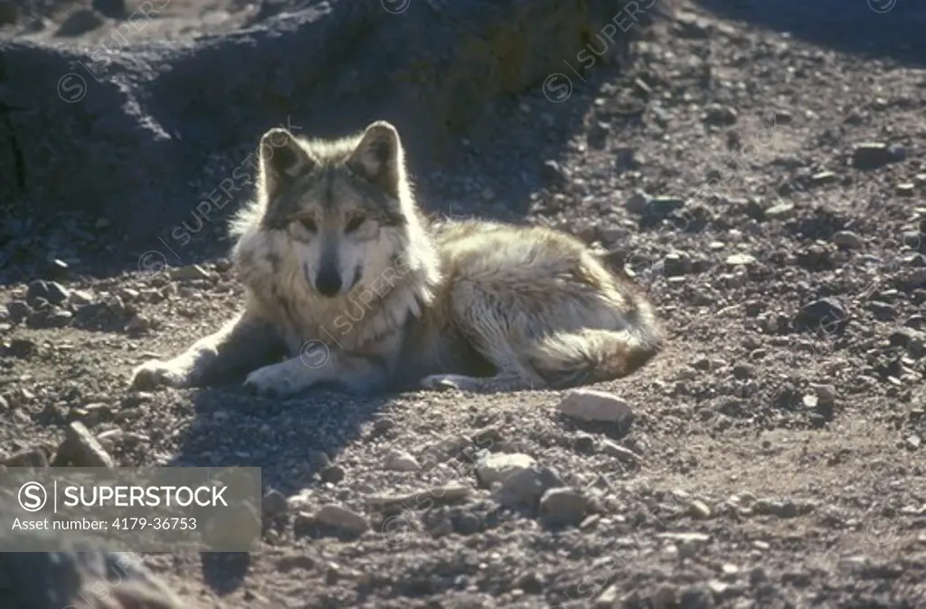 Mexican Wolf, Endangered (Canis lupus baileyi)  Sonora Desert Museum/AZ