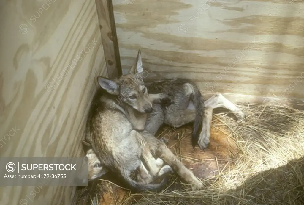 Red Wolf Recovery Project Pups - Horn Island MS, Mississippi