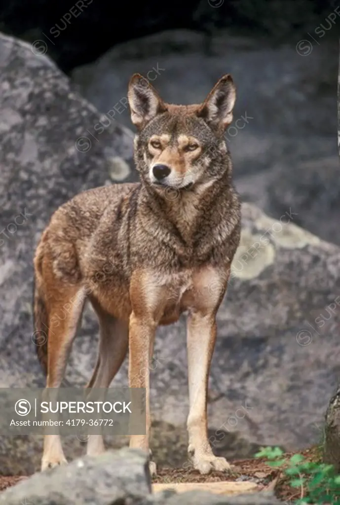 Red Wolf standing (Canis rufus)