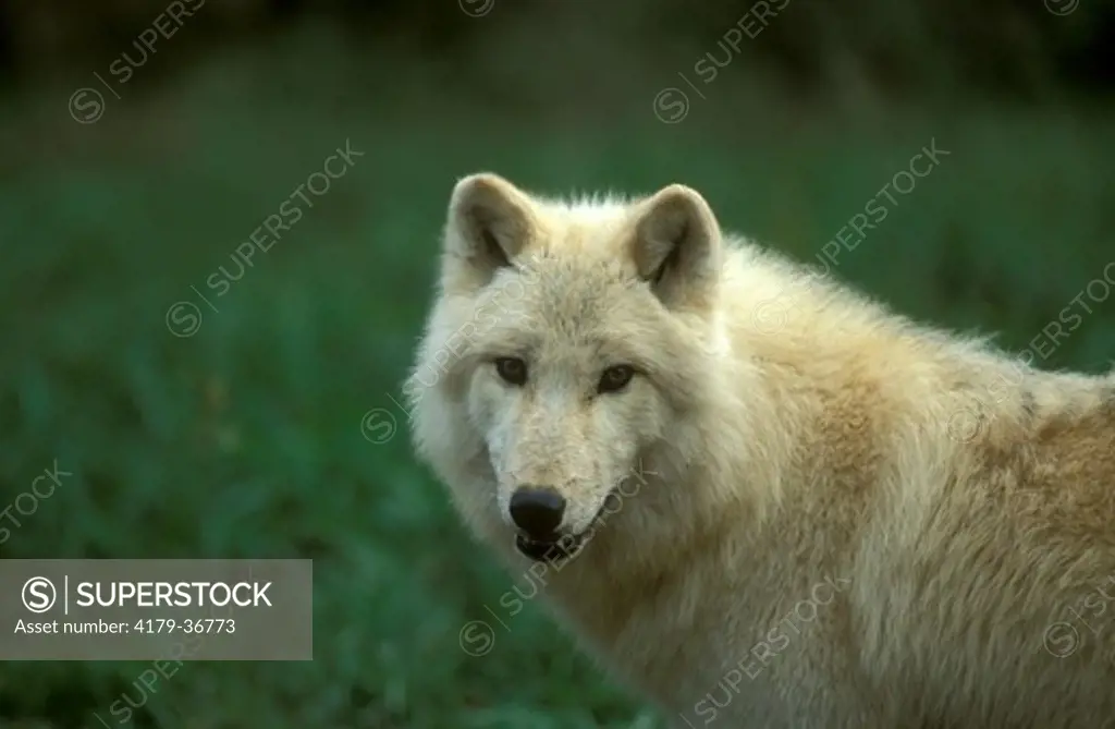 Arctic Wolf. Portrait. Loup arctique ou du Canada. (Canis lupus arctos)