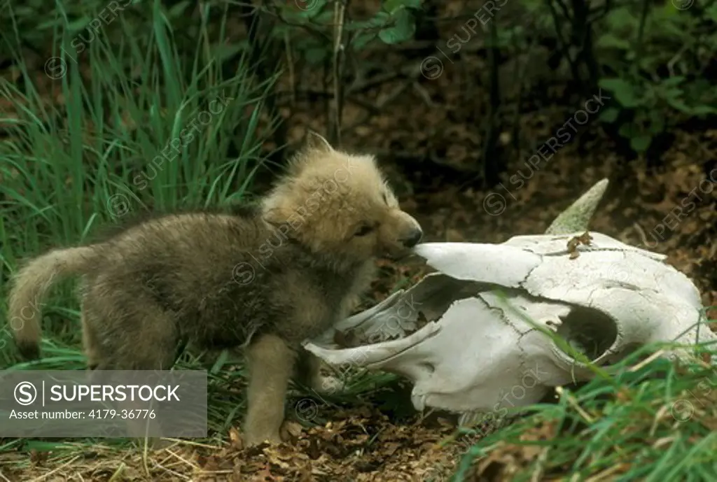 Arctic Wolf Pup         IC (Canis lupus arctos) 4 Weeks, Salt Lake City, UT, Utah
