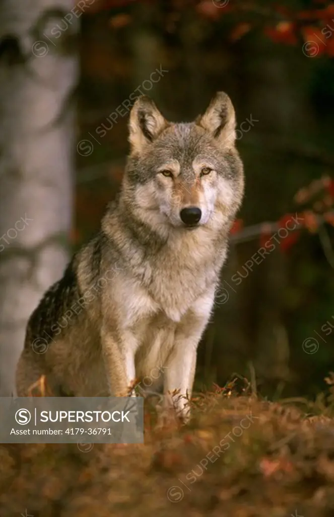 Gray Wolf (Canis lupus), Kettle River, MN, Minnesota IC