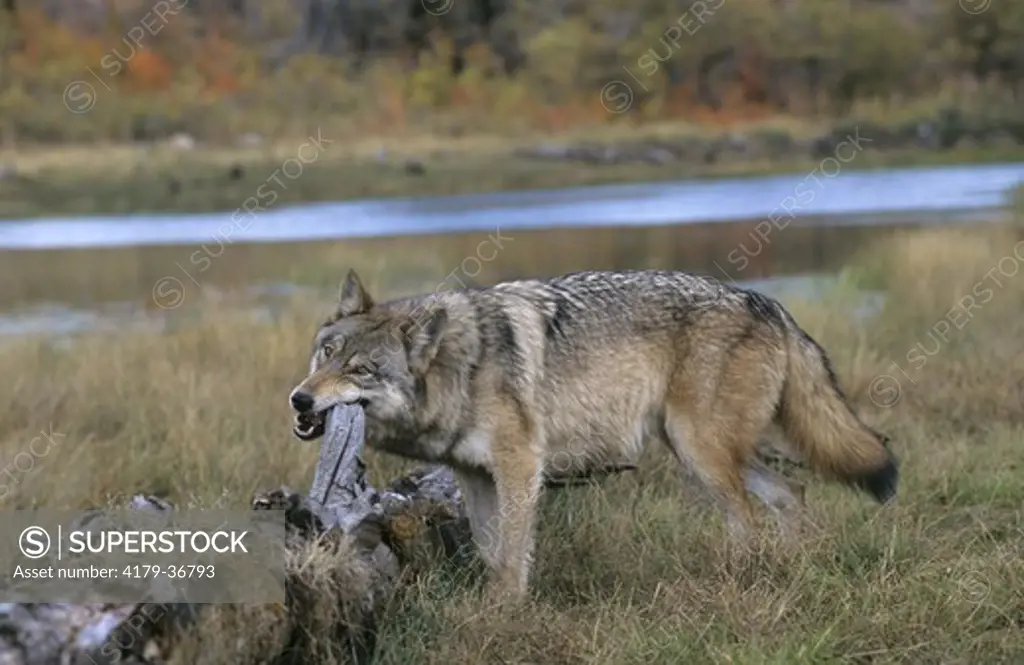 Gray Wolf Near Gnawing on Old Log (Canis lupus)(CAP) Salt Lake Area, Utah