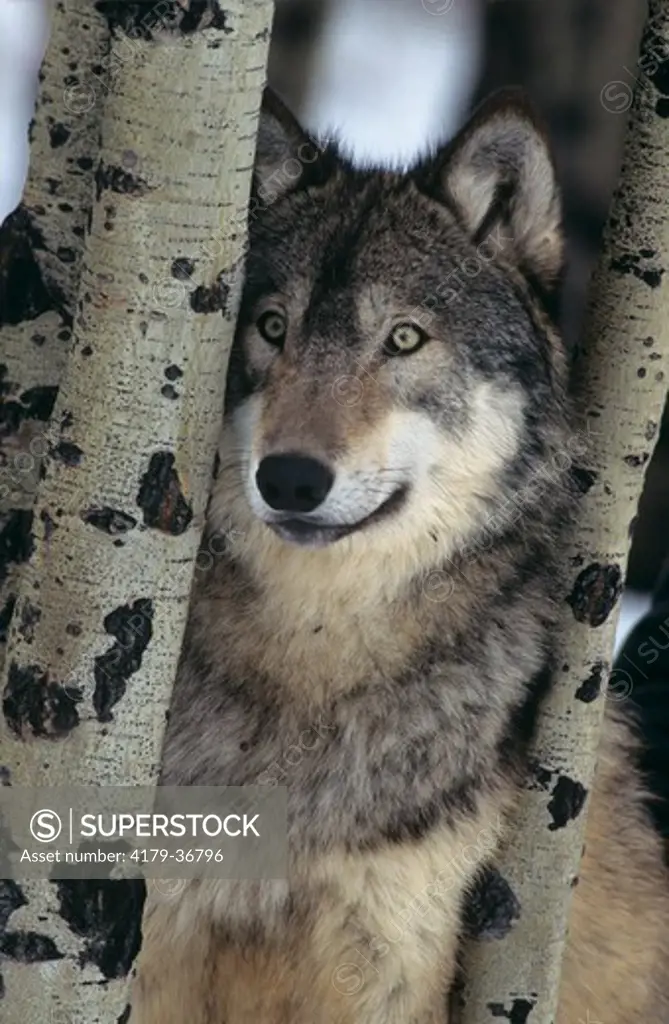 Gray Wolf in the aspens (Canis lupus) captive Bozeman area - Montana