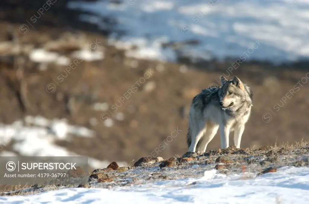 Wild Gray wolf (Canis lupus) on snow, Yellowstone N.P.