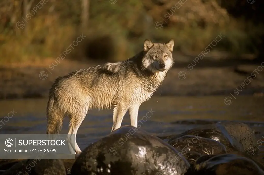 Gray Wolf (Canis lupus), IC, Pine Co., MN, Minnesota
