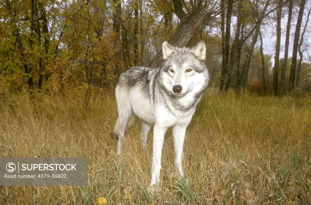 Gray Wolf (Canis lupus) Montana  IC
