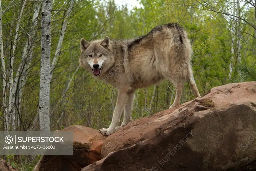 Gray Wolf (Canis lupus) Minnesota  Captive