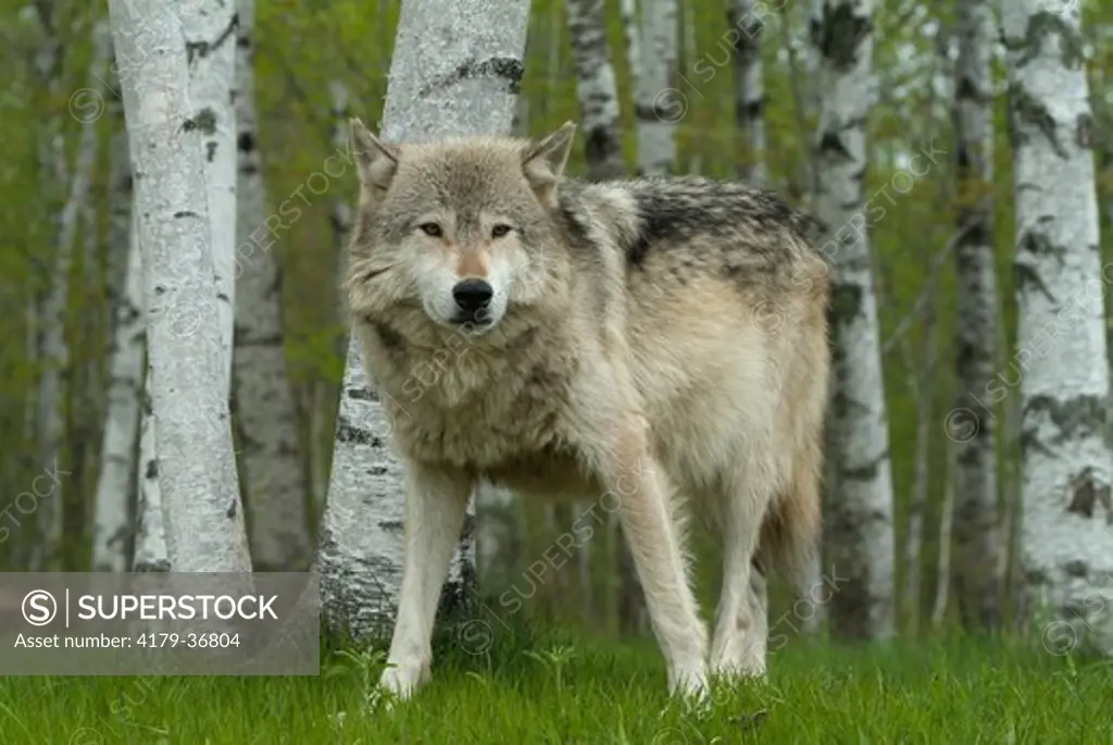 Gray Wolf (Canis lupus) Minnesota  Captive