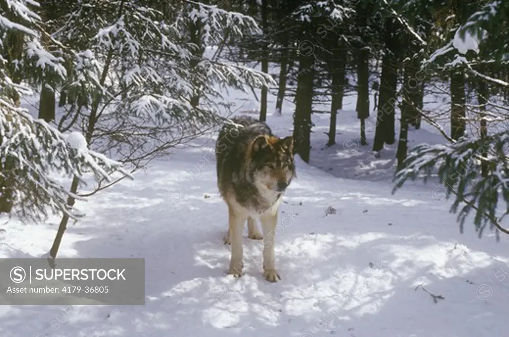 Gray Or Timber Wolf In Snow (Canis Lupus), Abitibi, P.Q., Canada