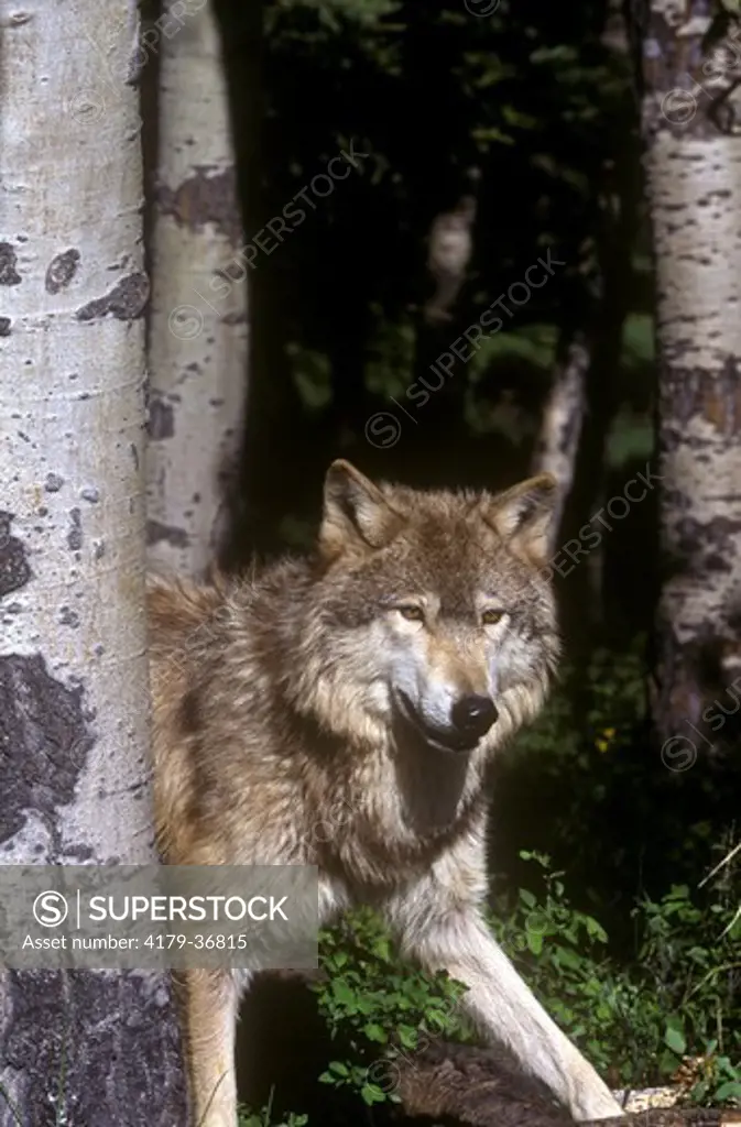 Gray Wolf (IC) (Canis lupus) Montana