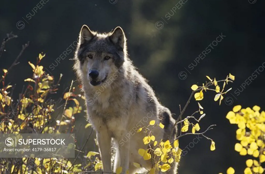 Grey Wolf (Canis lupus) in Fall, Montana, IC