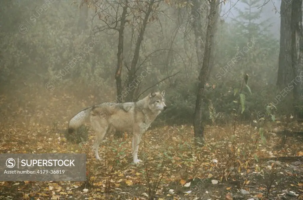Timber Wolf in foggy Forest (Canis lupus), North America