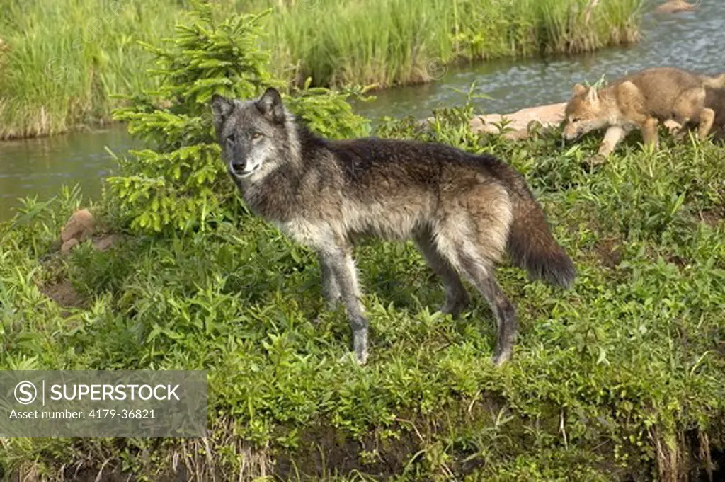 Gray Wolf (Canis lupus)  captive Minn.Wildlife Connection