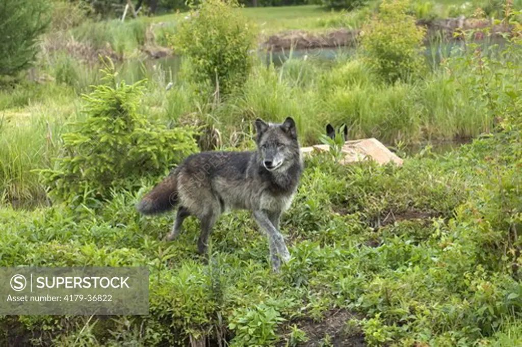 Gray Wolf (Canis lupus) captive  Minn.Wildlife Connection