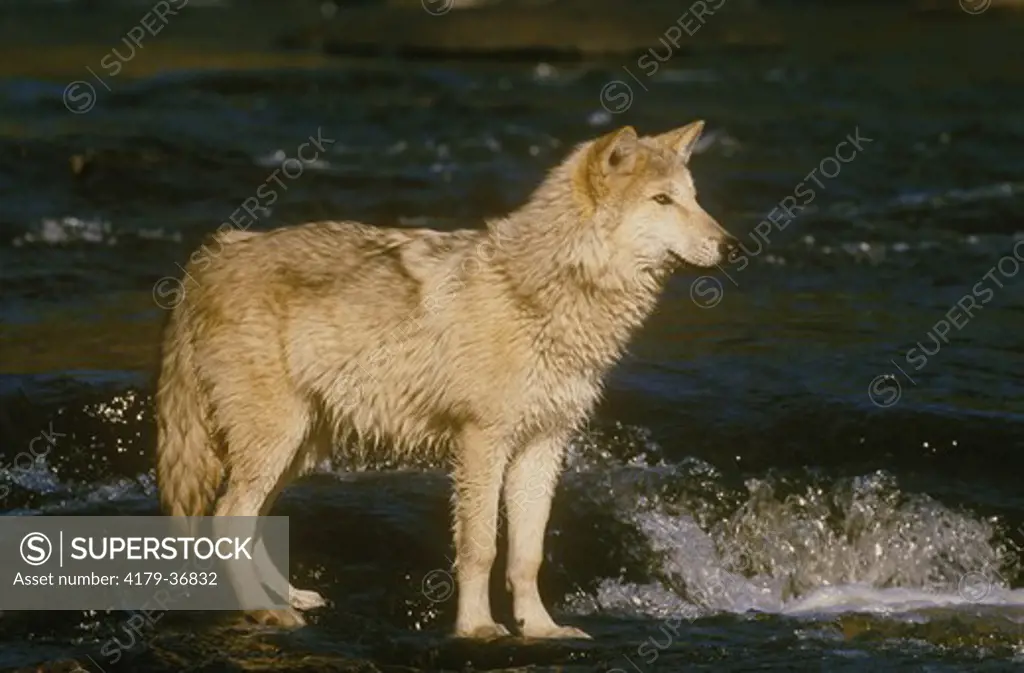 Gray Wolf Standing in Kettle River (Canis lupus) Pine Co, MN, Minnesota, IC