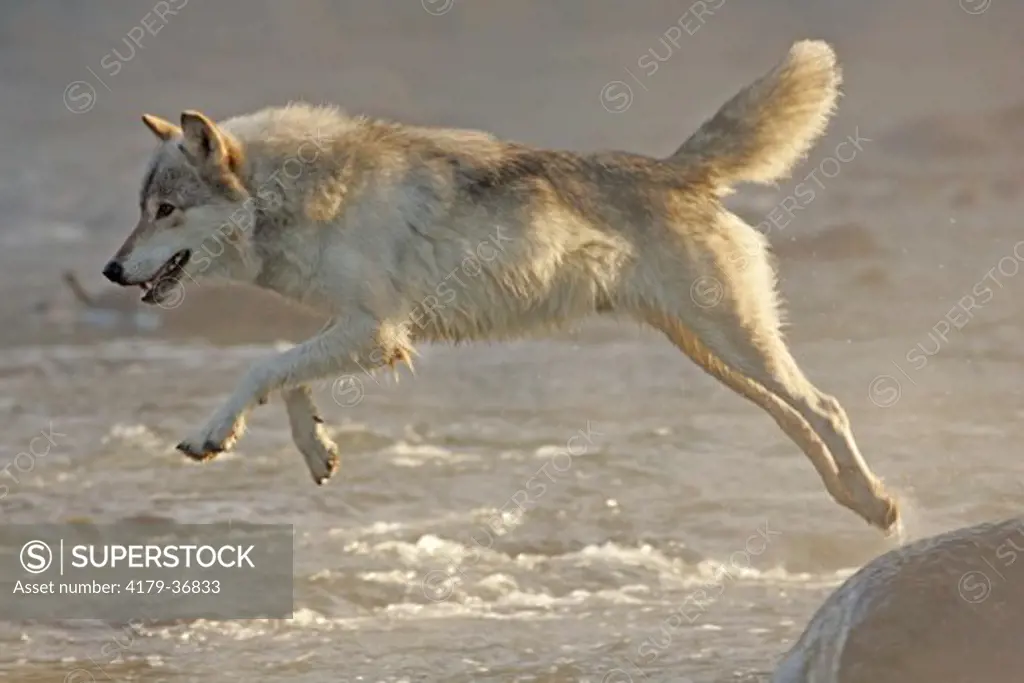 Timber or gray wolf, Canis lupus, leaping rock to rock in stream, captive, Pine County, MN