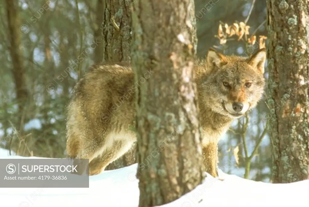 Gray Wolf (Canis lupus), Poland