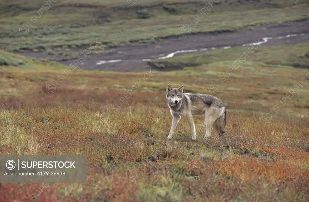 Grey or Timber Wolf (Canis lupus) Denali NP, Alaska
