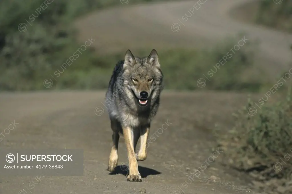 Wild Timber or Gray Wolf (Canis lupus), Denali NP, AK, Alaska