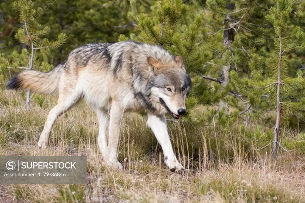 Gray wolf in Yellowstone National Park