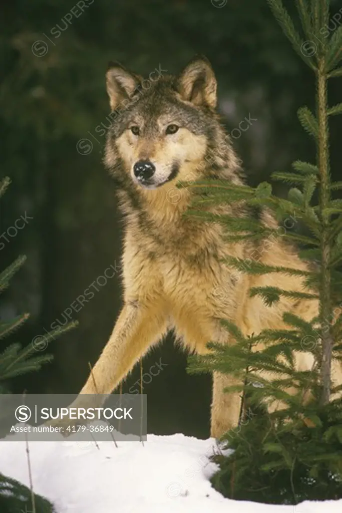 Gray or Timber Wolf (Canis lupus), Flathead Val., MT
