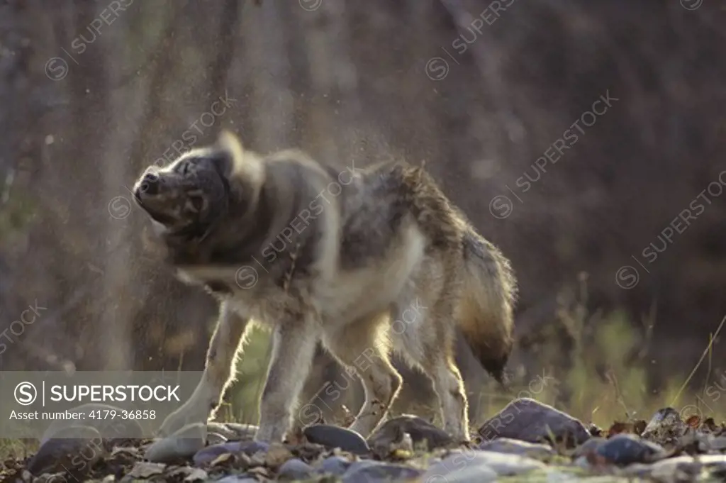 Gray Wolf Shaking Wet Fur  (Canis lupus) Northwestern North America