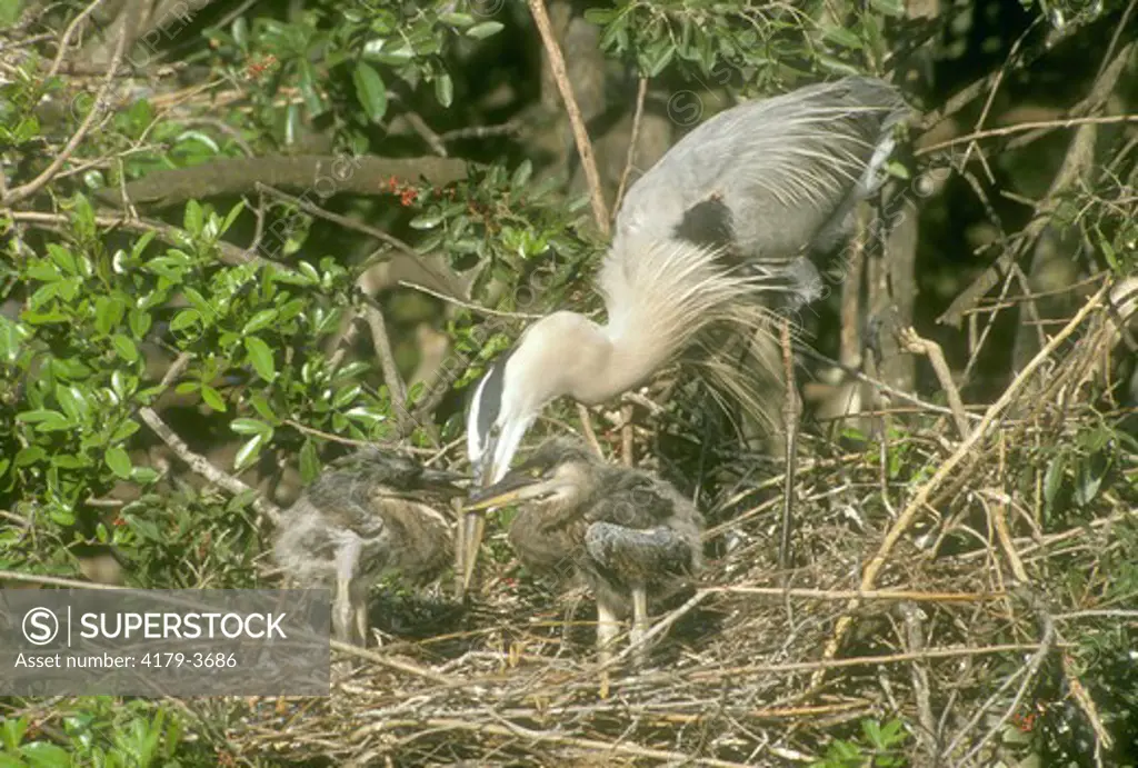 Great Blue Heron at nest