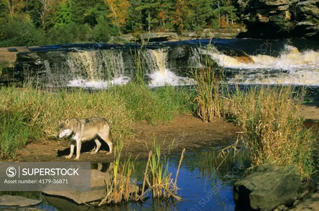 Gray or Timber Wolf at River Edge below Falls