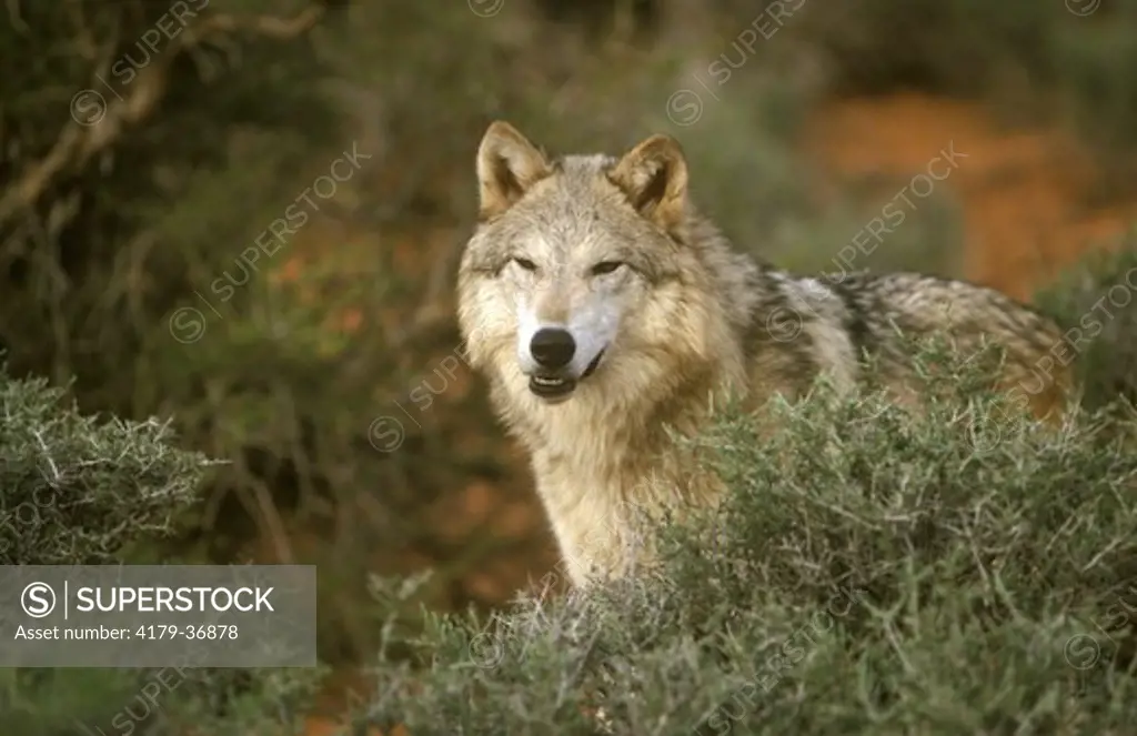 Gray or Timber Wolf (Canis lupus), adult, Utah