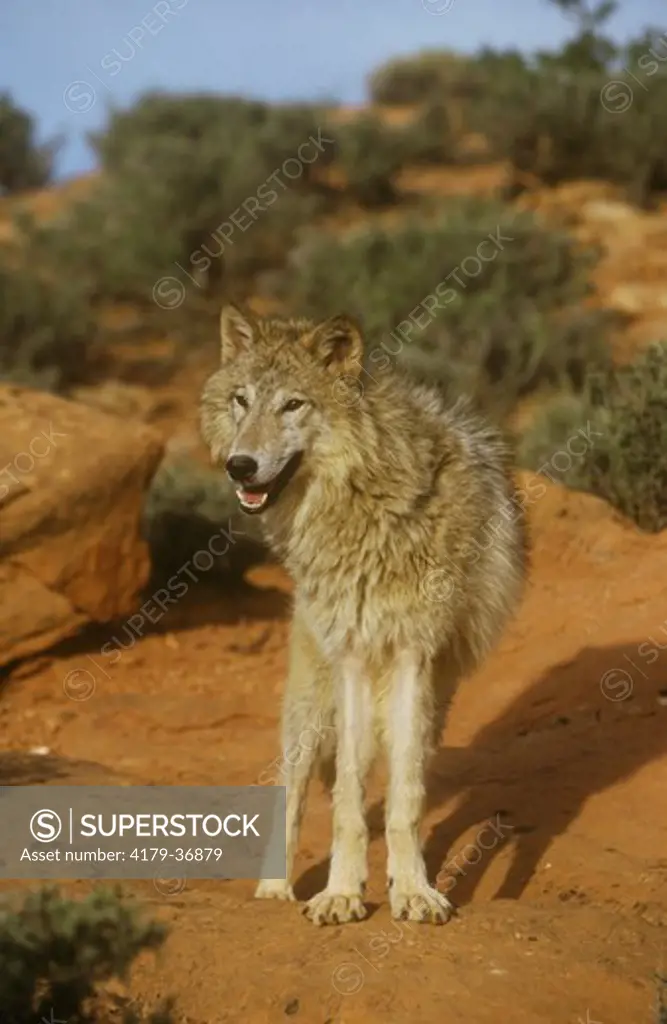 Gray or Timber Wolf (Canis lupus), adult, Utah
