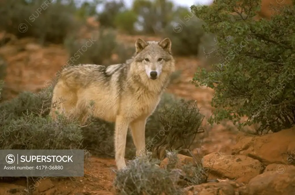 Gray or Timber Wolf in Desert (Canis lupus), Utah